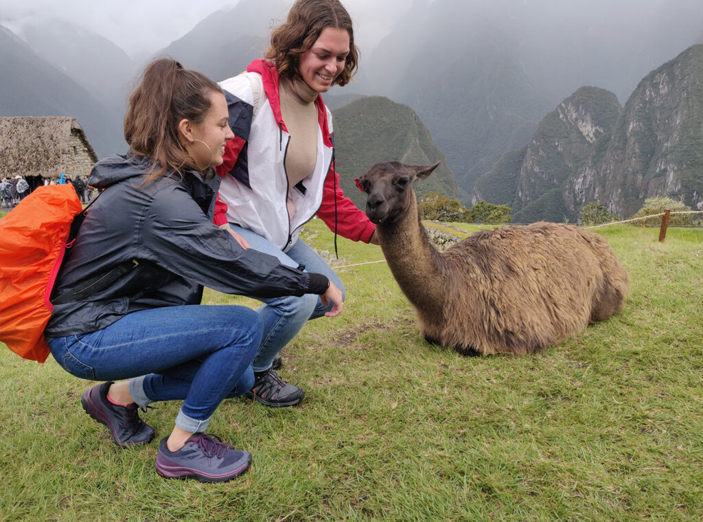 Pérou - Lama